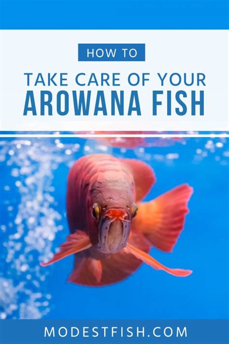 Arowana Fish: Care, Diet, size, &  .